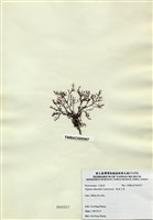 藏品(長枝沙菜)的圖片